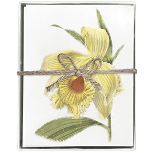 Daffodil Boxed Greeting Card