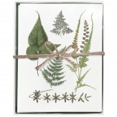 Ferns Boxed Greeting Card S/8