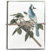 Bluejay Boxed Greeting Cards S/8