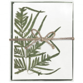 Single Fern Boxed Greeting Card S/8