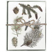 Pine Branches Boxed Greeting Card S/8