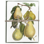 Pear Branch Boxed Greeting Card S/8