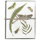 Fern Insects Boxed Greeting Card Set of 8