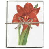 Red Amaryllis Boxed Greeting Card S/8