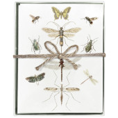 Entomology Boxed Greeting Card S/8