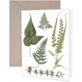 Ferns Greeting Card