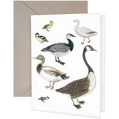 Water Fowl Greeting Card