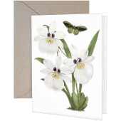 Moth Orchid Greeting Card