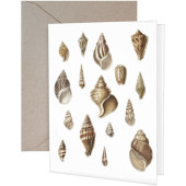 Conchology Greeting Card
